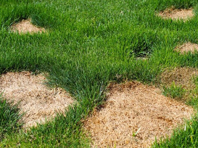 Turf repair and revitalization from ZNT Property Services for dead spots, bare spots, high traffic lawns, yards and properties in the Twin Cities metro area.