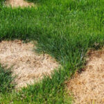Turf, lawn, and sod repair services for damaged and dying lawns in the twin cities metro area from ZNT property services.